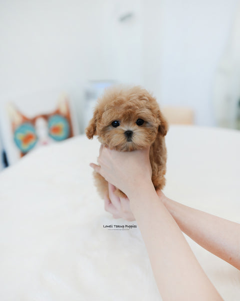 Teacup Maltipoo Female [Ann]