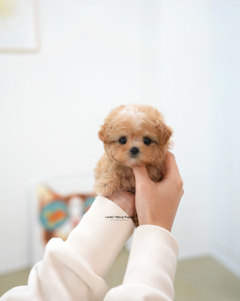 Teacup Maltipoo Female [Nori]