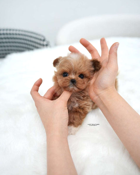 Teacup Maltipoo Female [Stacy]