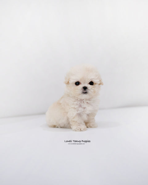Teacup Maltipoo Female [Donna]