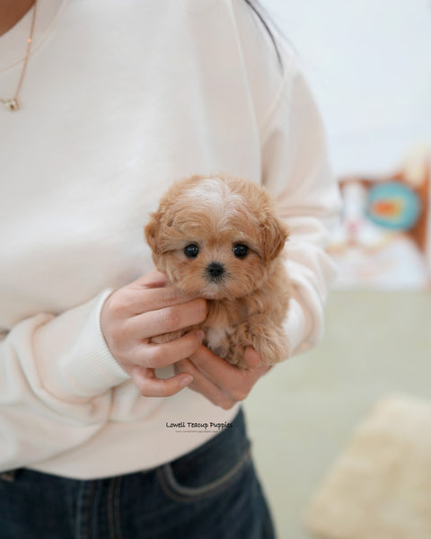 Teacup Maltipoo Female [Nori]