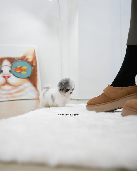 Teacup Maltipoo Male [Miso]