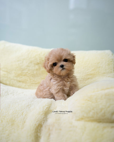 Teacup Maltipoo Female [Apple]