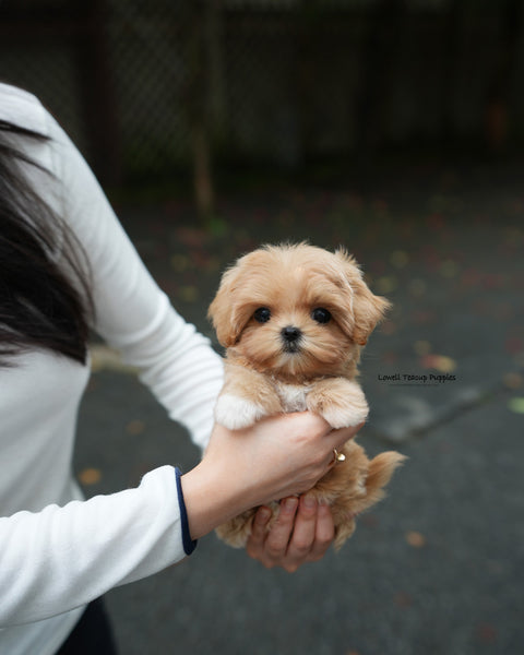 Teacup Maltipoo Female [Margo]