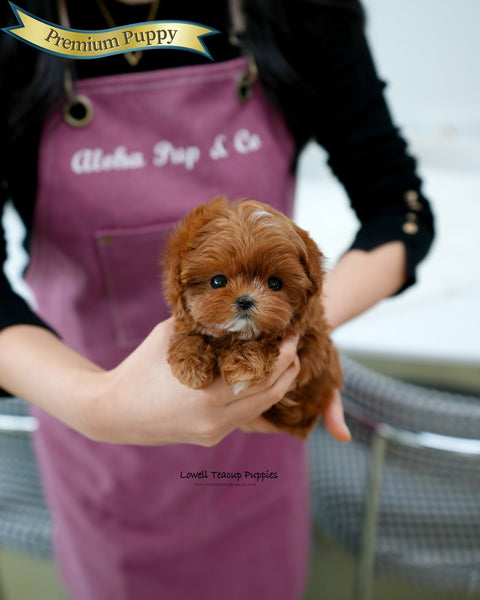 Teacup Maltipoo Female [Pearl]
