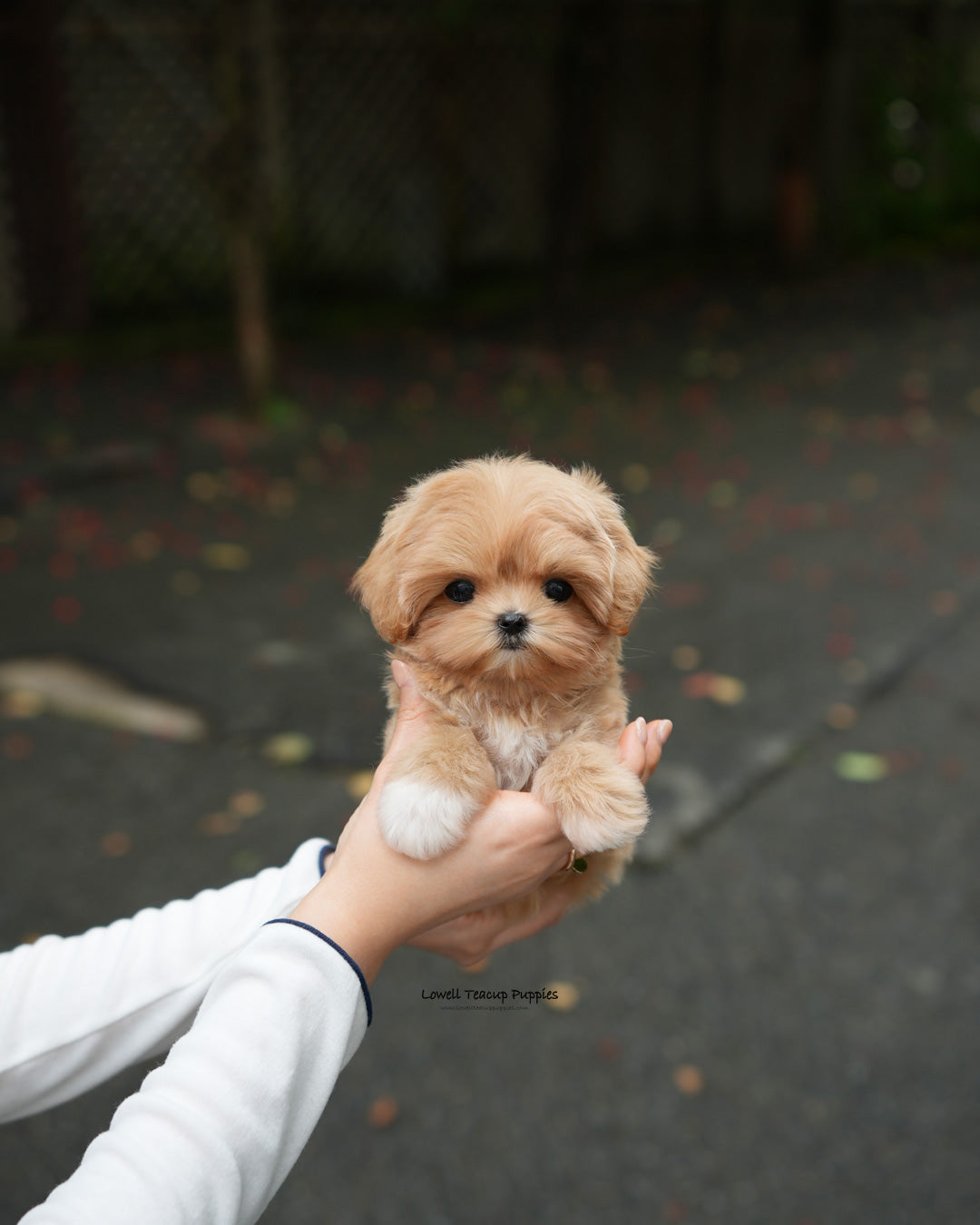 Teacup Maltipoo Female [Margo]