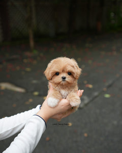 Teacup Maltipoo Female [Margo]