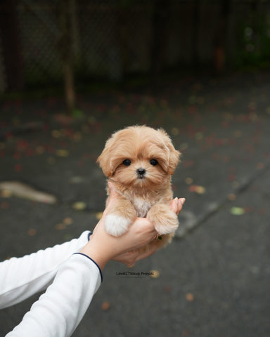 Teacup Maltipoo Female [Margo]