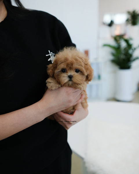 Teacup Maltipoo Female [Ann]