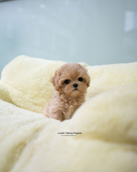 Teacup Maltipoo Female [Apple]