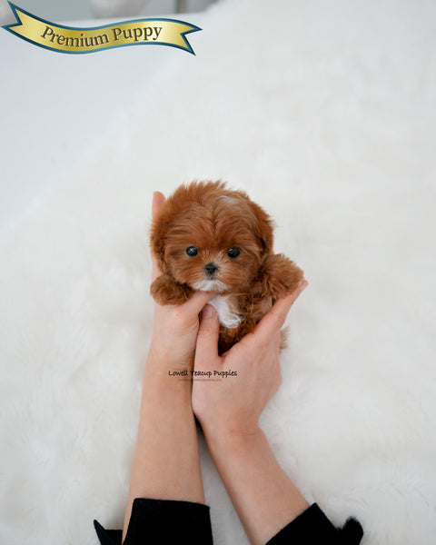 Teacup Maltipoo Female [Pearl]