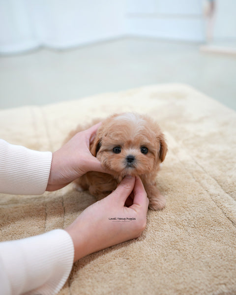 Teacup Maltipoo Female [Nori]
