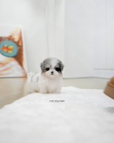 Teacup Maltipoo Male [Miso]