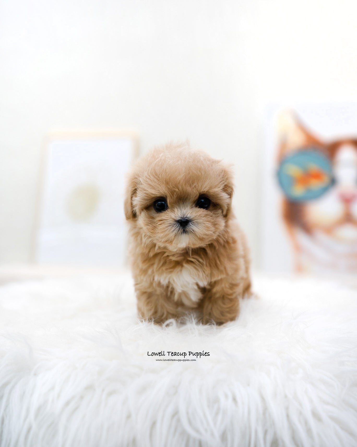 Teacup Maltipoo Female [Mignon]