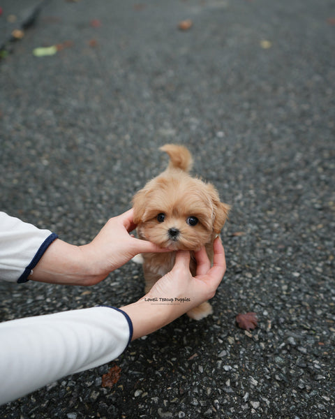 Teacup Maltipoo Female [Margo]