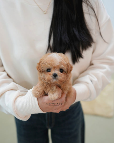 Teacup Maltipoo Female [Nori]