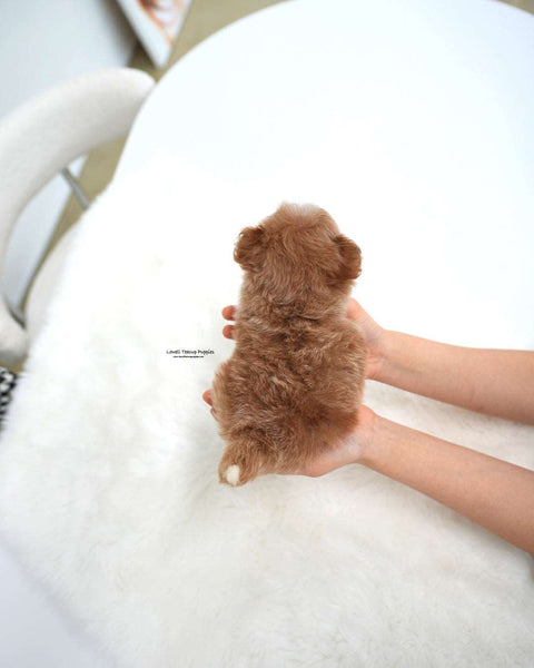 Teacup Maltipoo Female [Stacy]