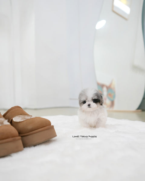 Teacup Maltipoo Male [Miso]