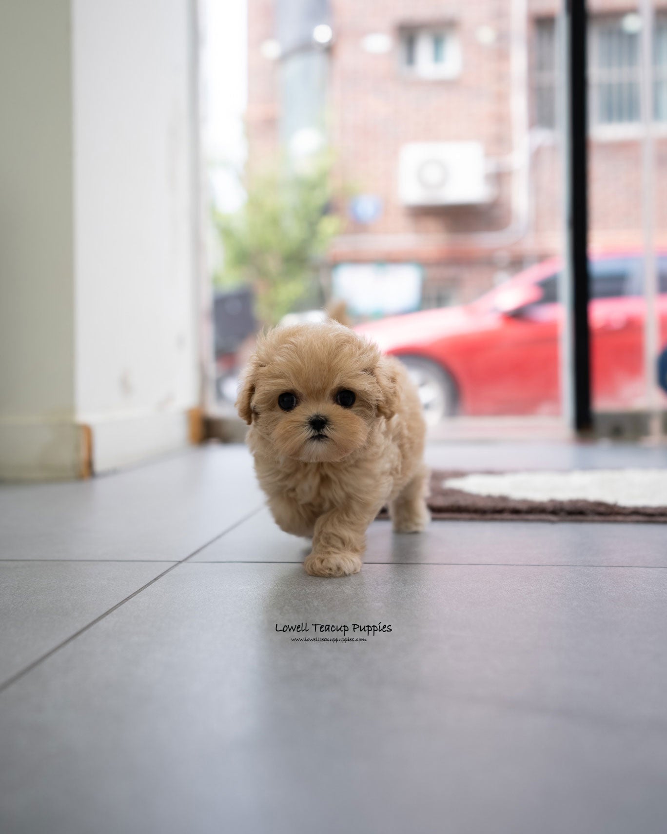 Teacup Maltipoo Female [Apple]