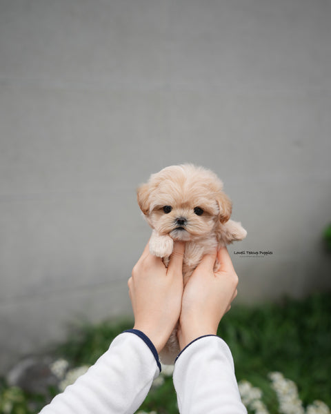 Teacup Maltipoo Male [Roro]