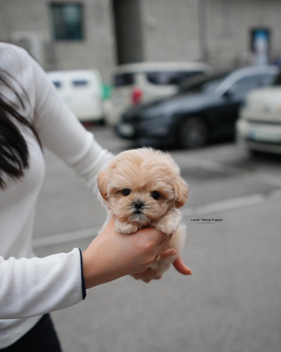 Teacup Maltipoo Male [Roro]