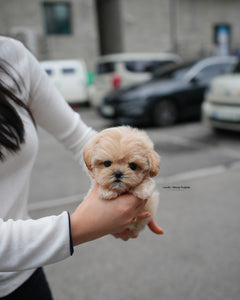 Teacup Maltipoo Male [Roro]