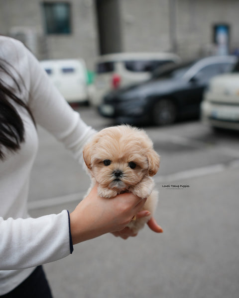 Teacup Maltipoo Male [Roro]