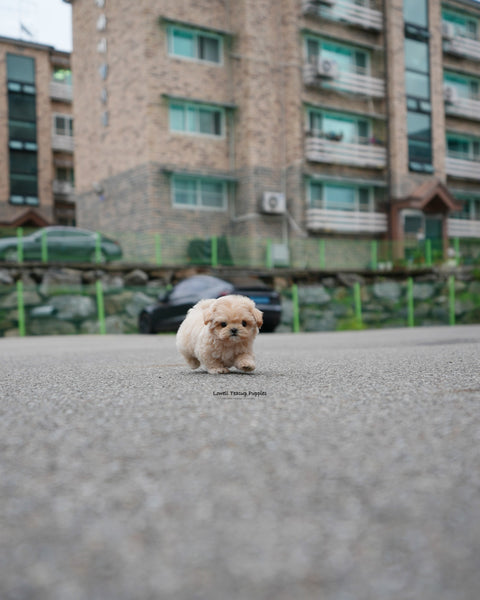 Teacup Maltipoo Male [Roro]