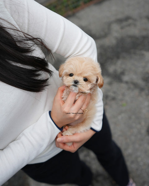 Teacup Maltipoo Male [Roro]