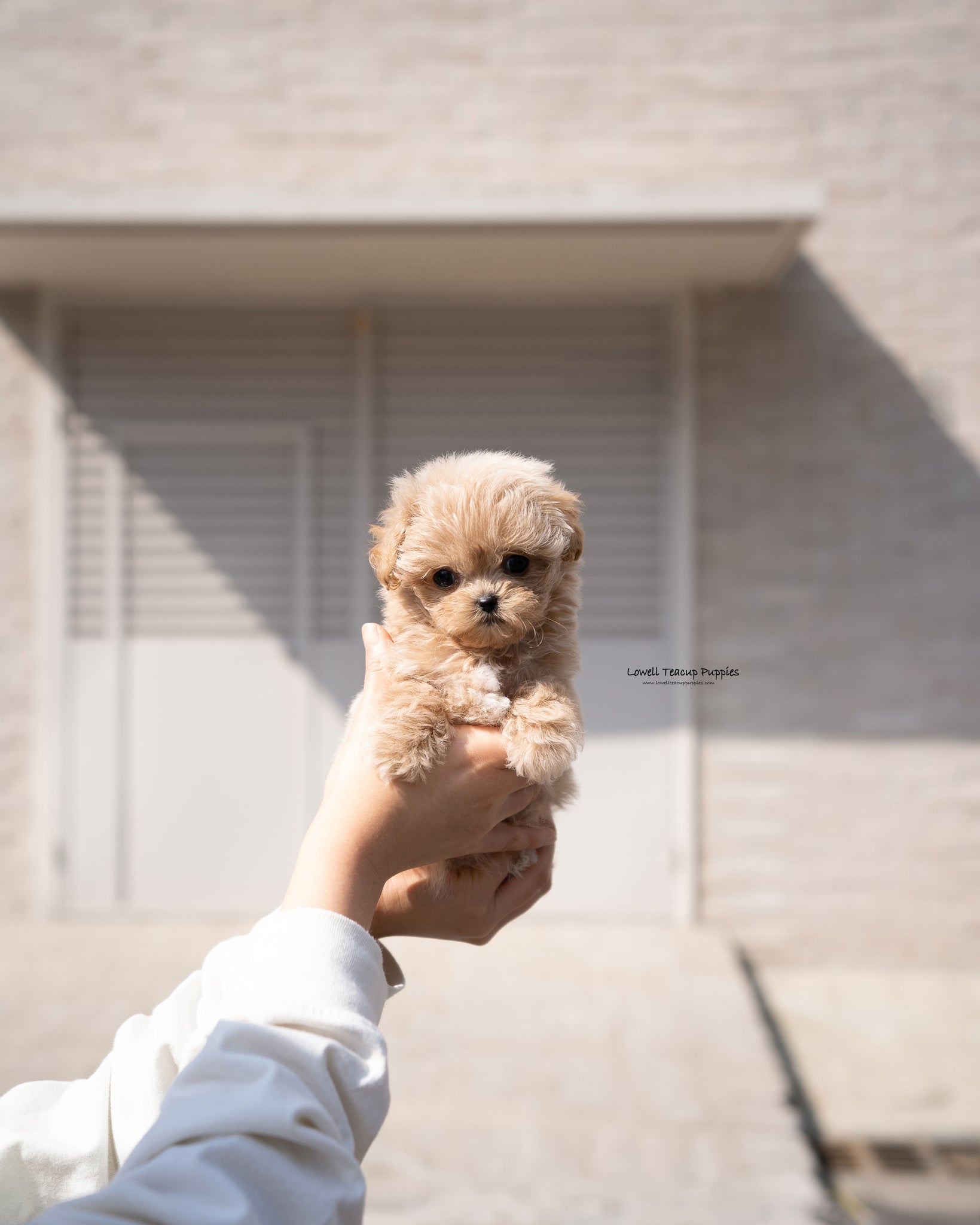 Teacup Maltipoo Female [Mabel]