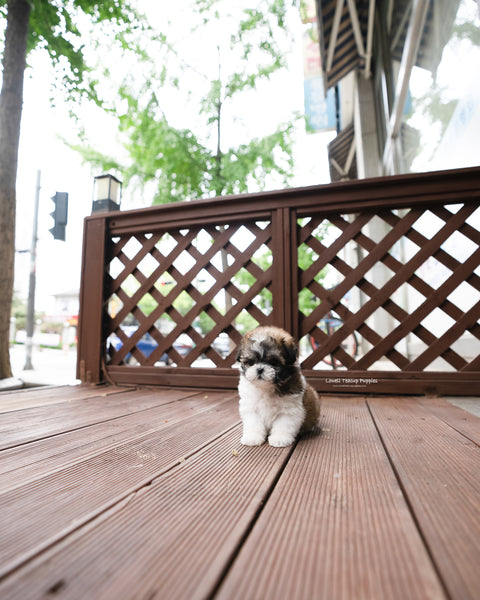 Teacup Maltipoo Female [Jemi]