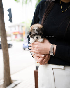 Teacup Maltipoo Female [Jemi]
