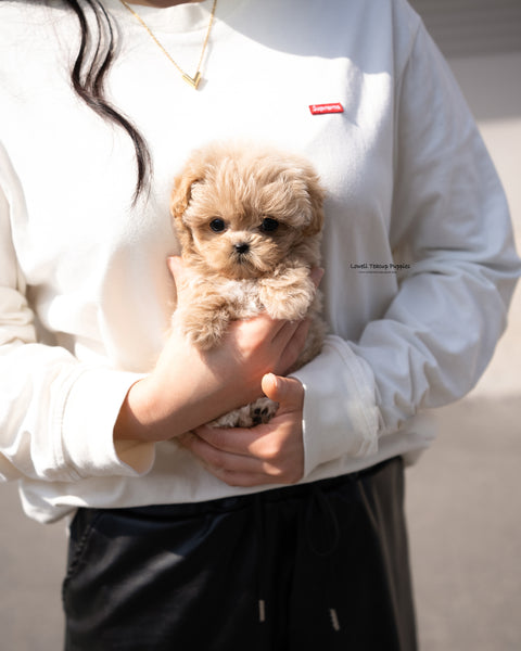 Teacup Maltipoo Female [Mabel]