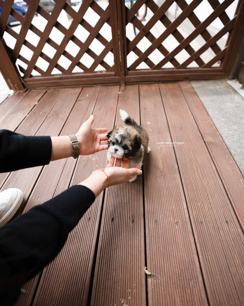 Teacup Maltipoo Female [Jemi]