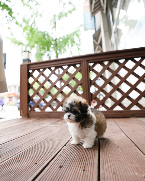 Teacup Maltipoo Female [Jemi]
