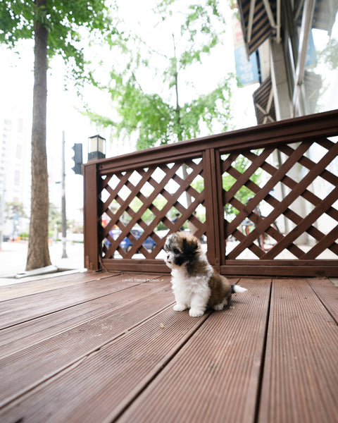 Teacup Maltipoo Female [Jemi]