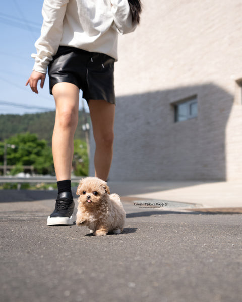 Teacup Maltipoo Female [Mabel]