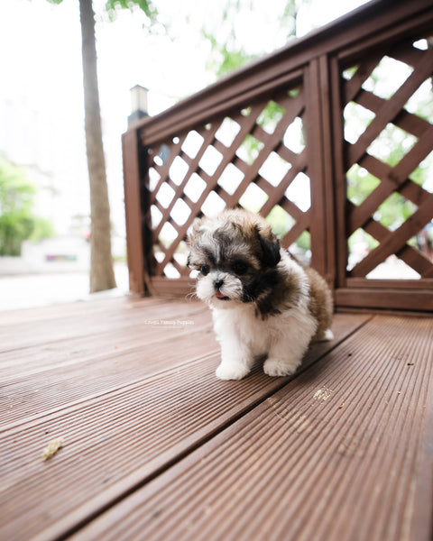 Teacup Maltipoo Female [Jemi]