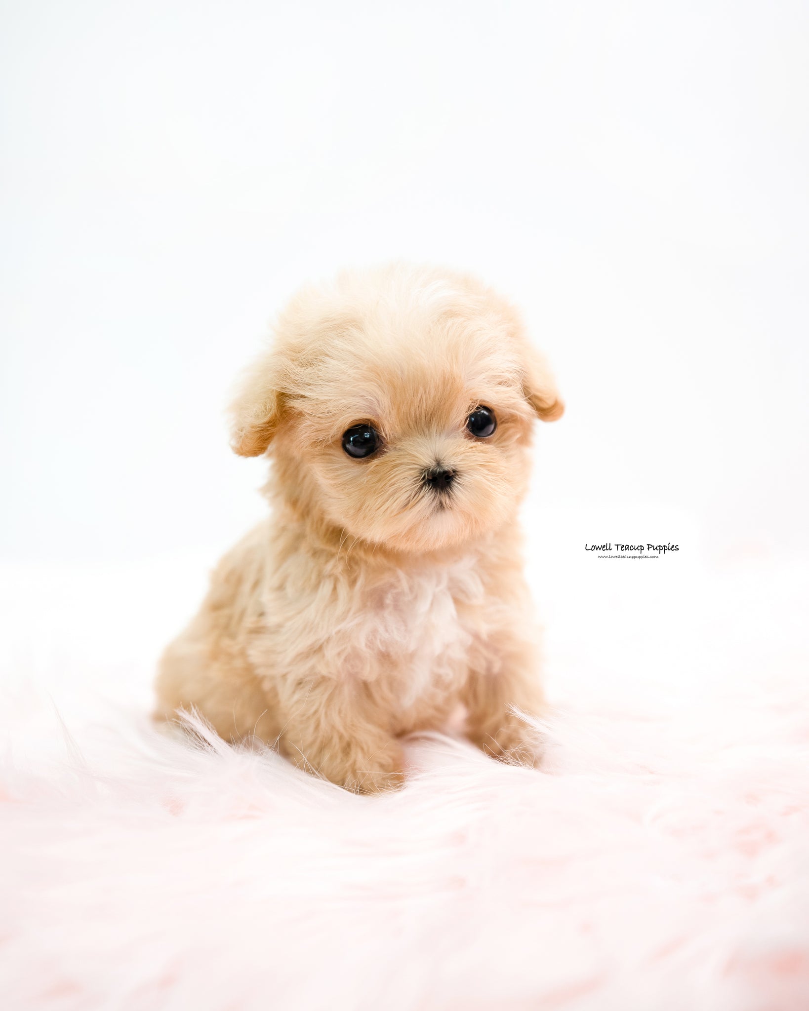 Teacup Maltipoo Male [Oscar]