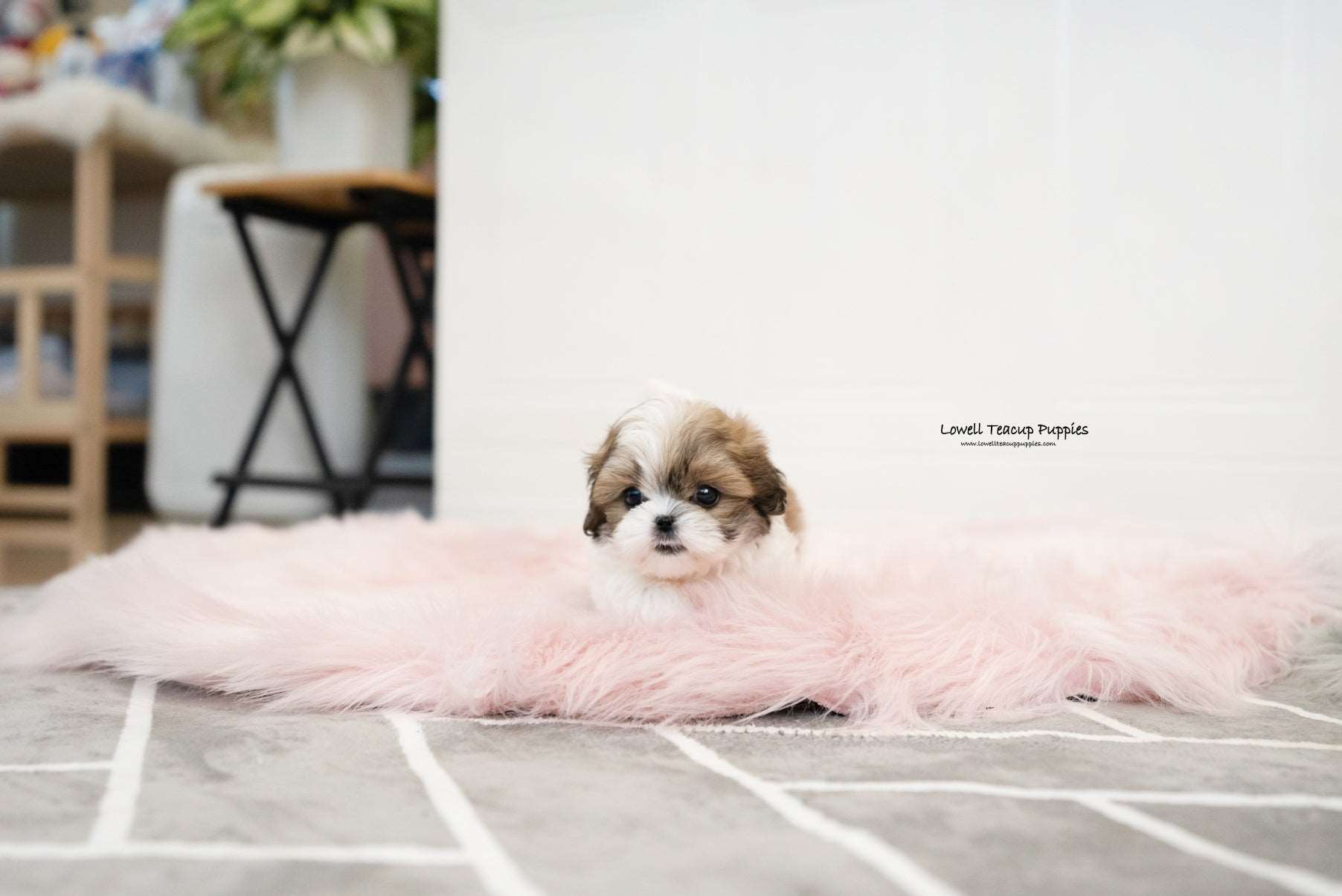 Teacup Maltipoo Male [Jarry] - Lowell Teacup Puppies inc