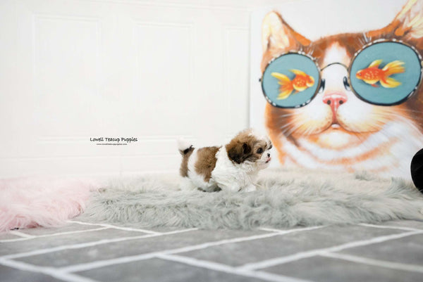 Teacup Maltipoo Male [Jarry] - Lowell Teacup Puppies inc