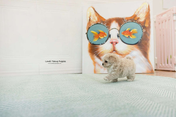 Teacup Maltipoo Male [pori] - Lowell Teacup Puppies inc