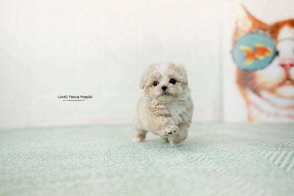 Teacup Maltipoo Male [pori] - Lowell Teacup Puppies inc