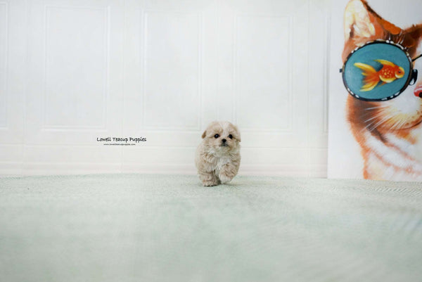 Teacup Maltipoo Male [pori] - Lowell Teacup Puppies inc