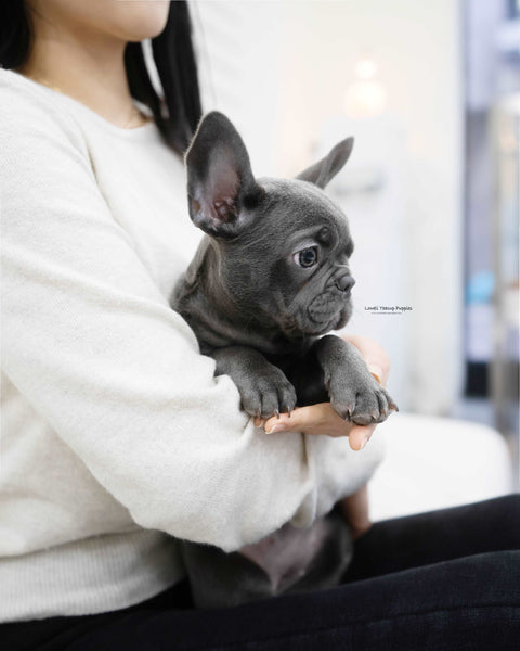 MIni French bulldog Female [Mimi]