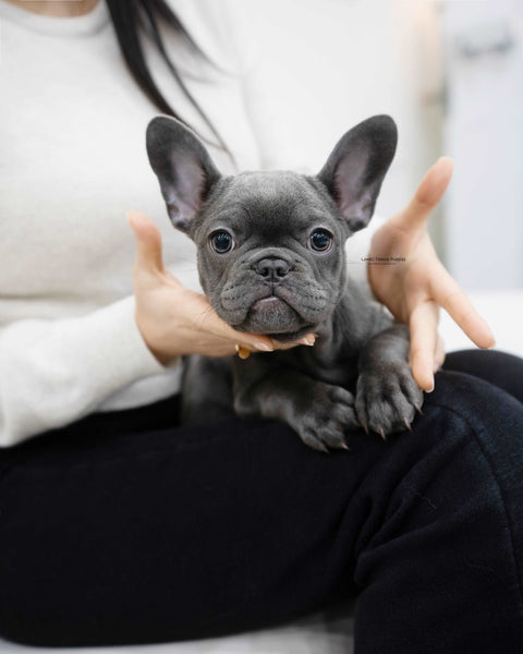 MIni French bulldog Female [Mimi]