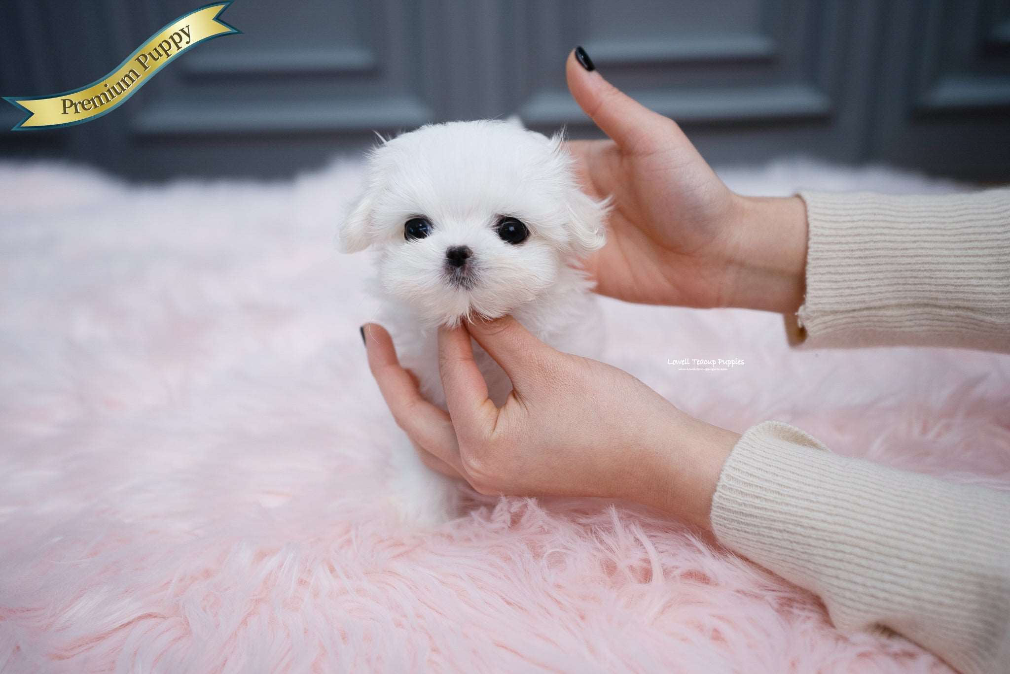 Teacup Maltese Female [Aria] - Lowell Teacup Puppies inc