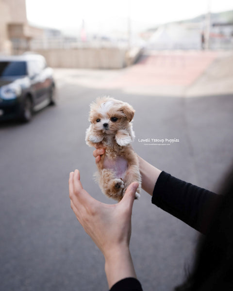 Teacup Maltipoo Female [Lyn]
