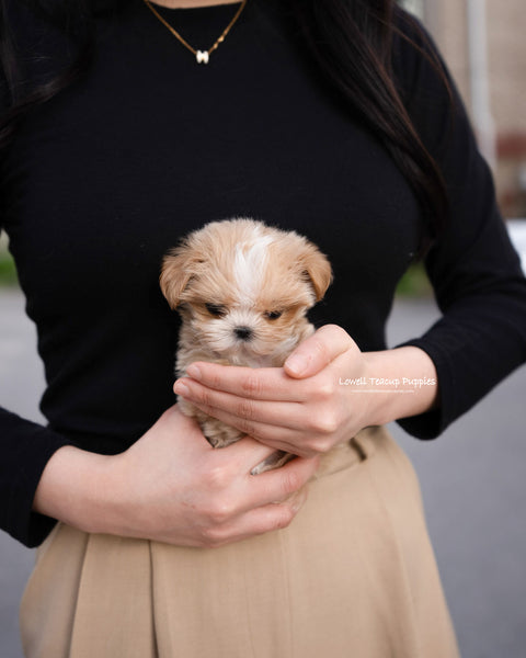 Teacup Maltipoo Female [Lyn]
