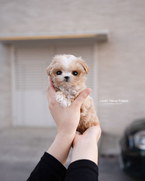 Teacup Maltipoo Female [Lyn]